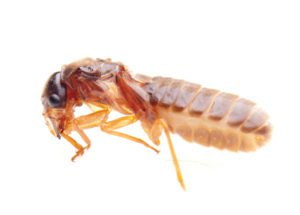 what does a termite look like