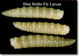 Blue bottle fly larvae by Rose Pest Solutions