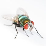 Blue bottle fly by Rose Pest Solutions