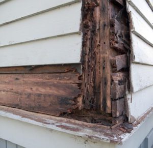 siding of a home damaged by termites 