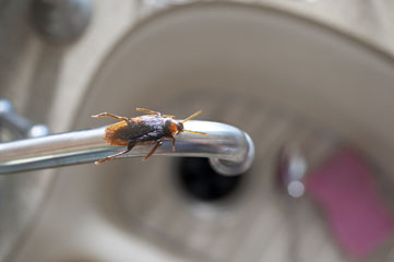 cockroach on sink faucet by Rose Pest Solutions