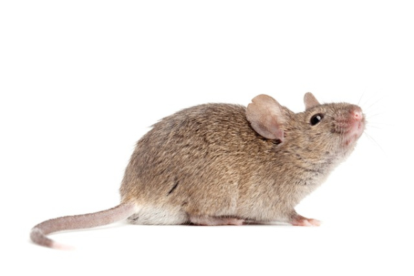 Mouse poison not cutting it? Rose knows rodent control Chicago!