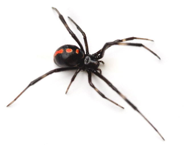 close up of black widow by Rose Pest Solutions