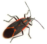 close up of boxelder bug by Rose Pest Solutions