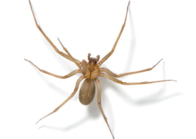 Brown Recluse