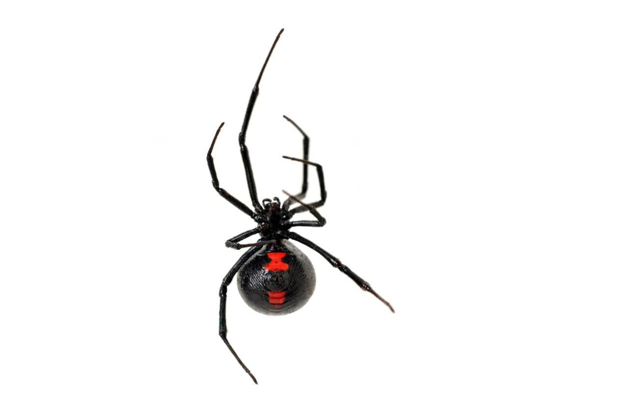 Black Widow Control - How to Get Rid of Spiders | Rose ...
