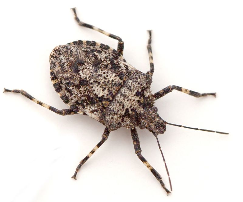 close up of stink bug from Rose Pest Solutions