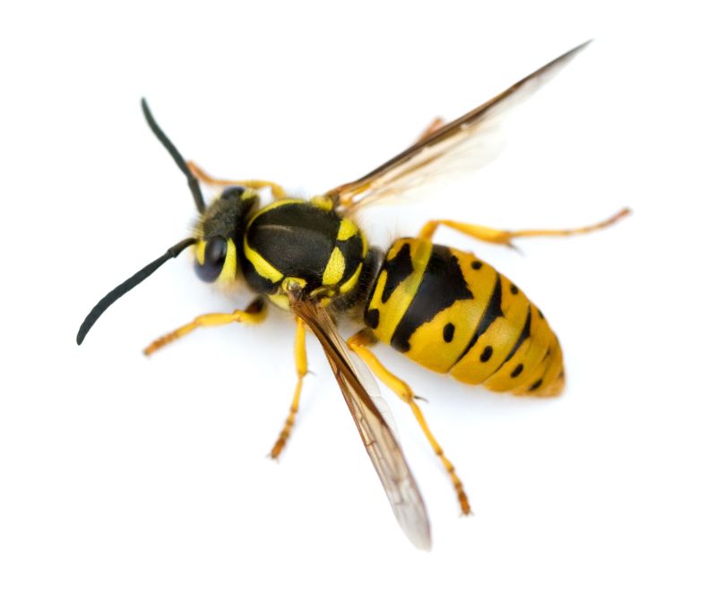 close up of yellow jacket wasp by Rose Pest Solutions