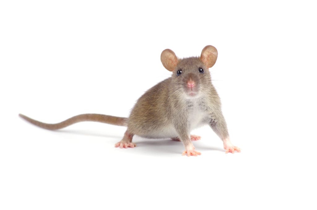 Mouse