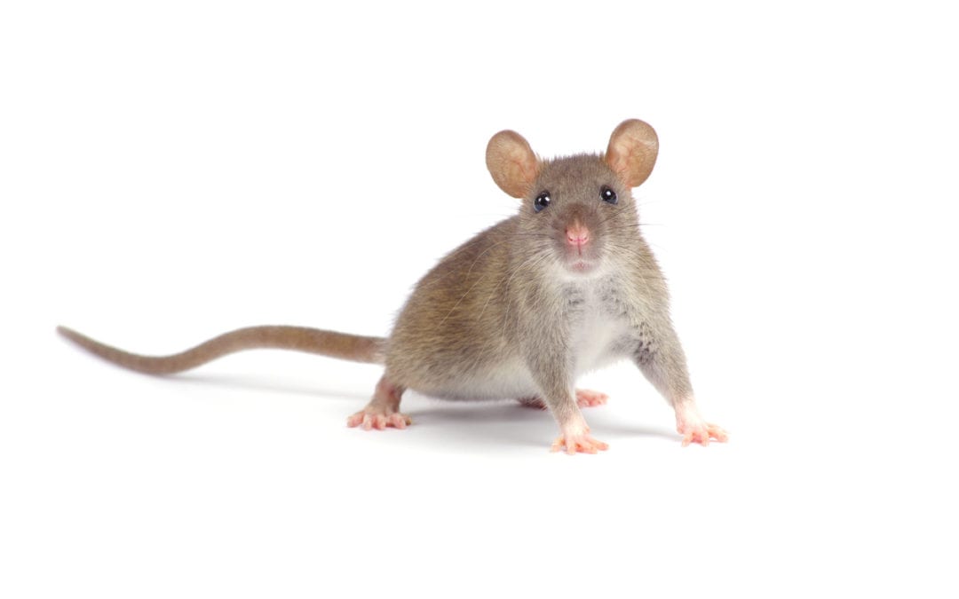 House Mouse