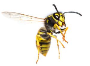 stinging insect season