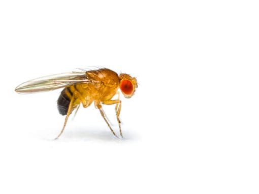 What does a fruit fly look like?