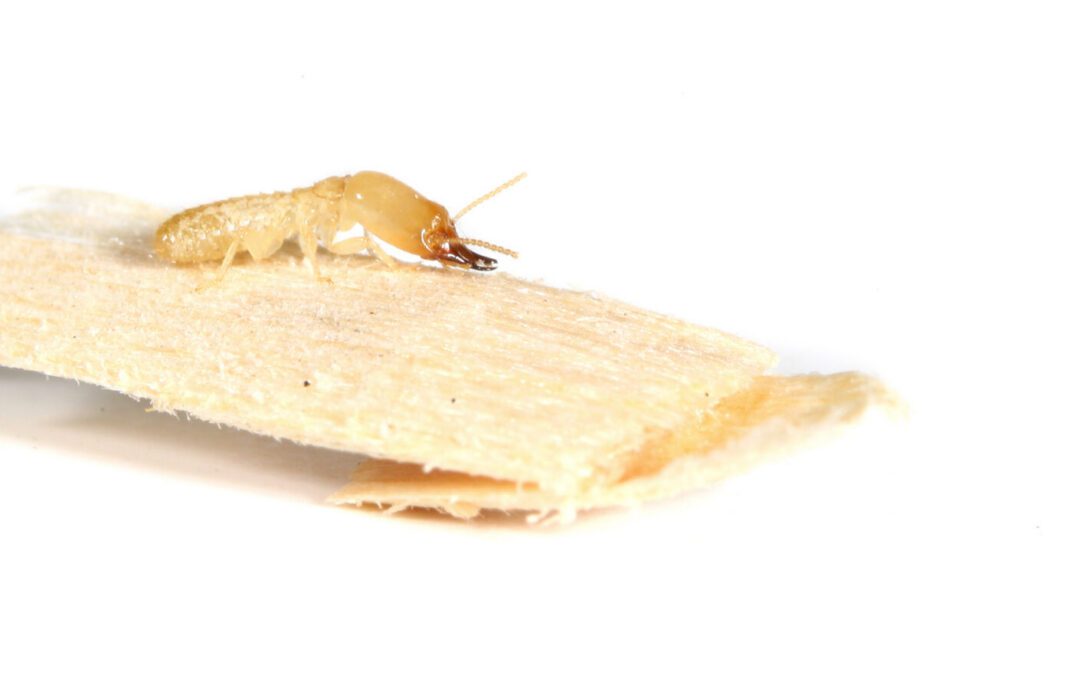 Subterranean Termite