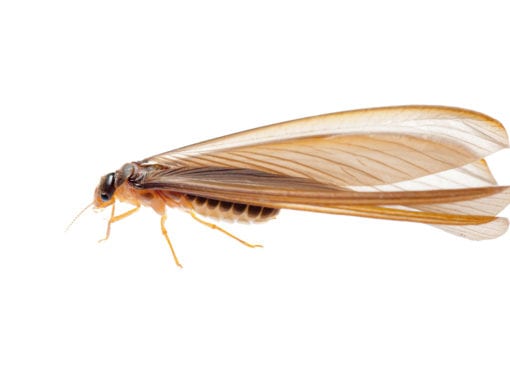 A Close Up Of A Termite Ant With Its Long Wings green termite service
