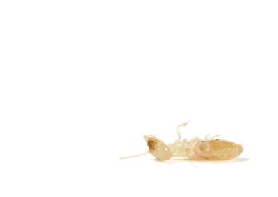 Subterranean Termite