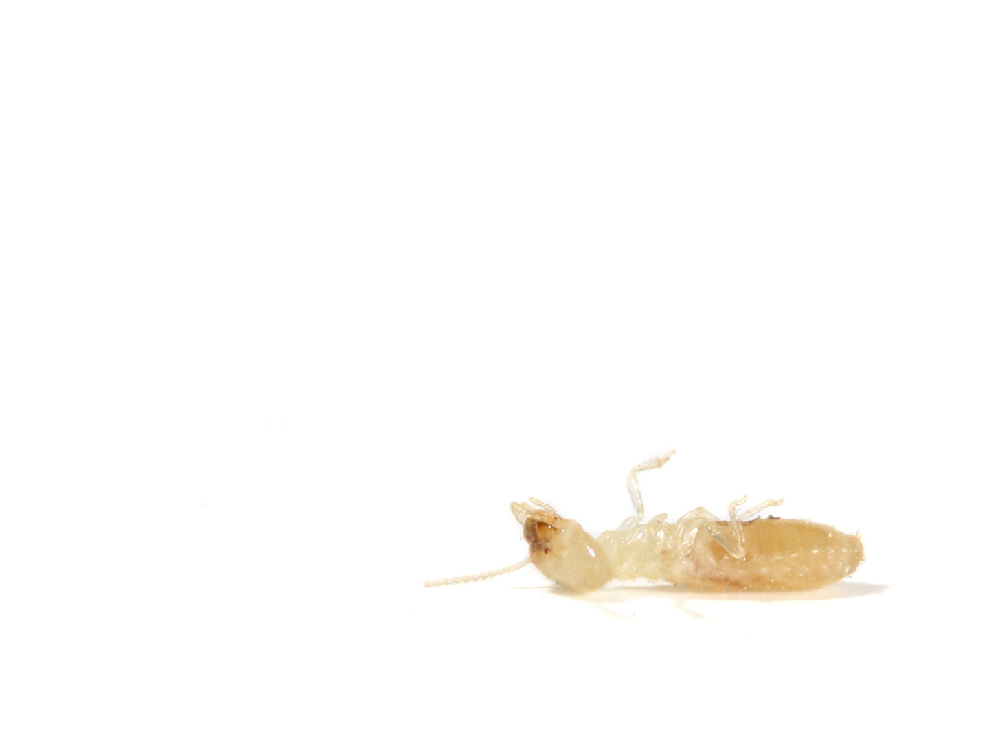 Terminte dead subterranean termite