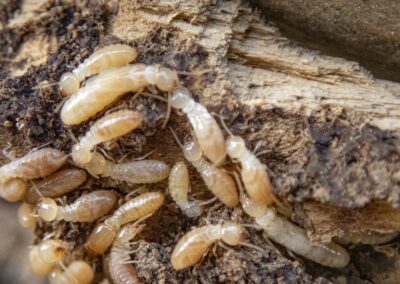 termites in rotten wood galleries