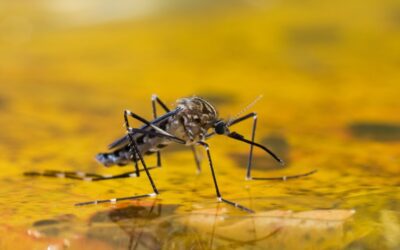 How to Prepare Your Yard for Mosquito Season