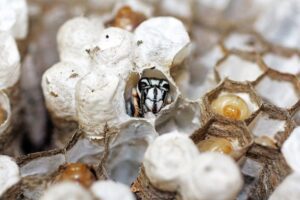 Bald faced hornet in nest by Rose Pest Solutions