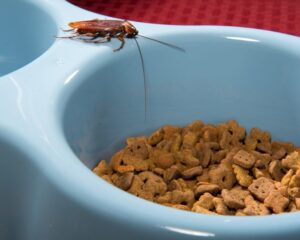 American cockroach on dog dish from Rose Pest Solutions