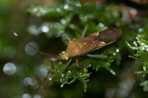 The Kissing Bugs in tree branch 