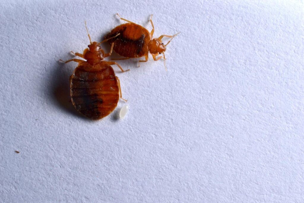 Two bed bugs with an egg in Chicago & Rockford, DMA home