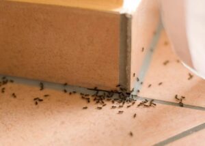 ants crawling on tile by Rose Pest Solutions