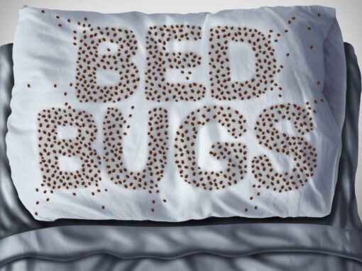 Bed bugs on pillows in a bedroom setting