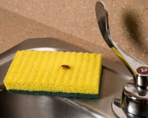 German cockroach on sponge on sink by Rose Pest Solutions