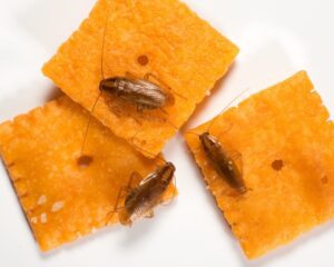 German cockroaches on crackers by Rose Pest Solutions