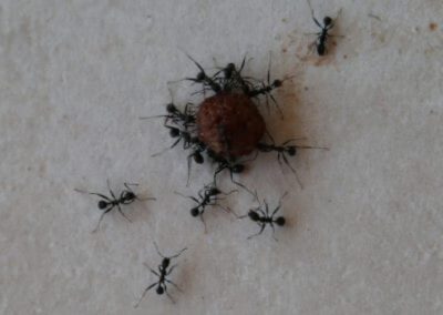 Several black ants surround and gather around a small brown food pellet on a light-colored surface, highlighting the need for effective Pavement Ant Control.