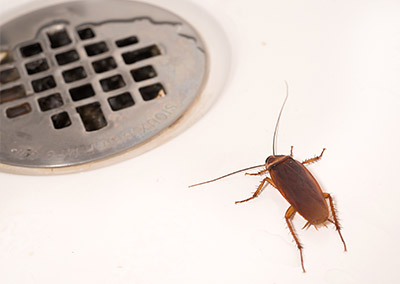 cockroach by drain by Rose Pest Solutions