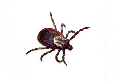 American dog tick control by Rose pest control, IN