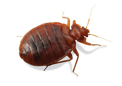 bed bug identification and extermination