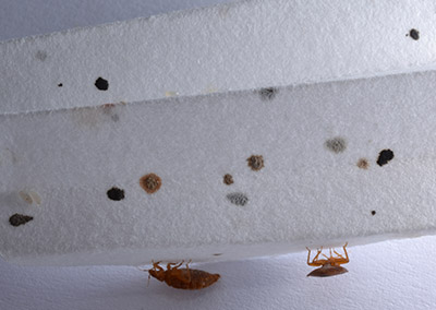 chicago's best voted bed bug experts