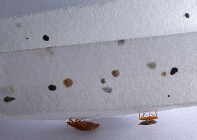 do i have bed bugs - bed bug spots