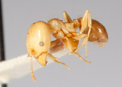 big headed ant close up