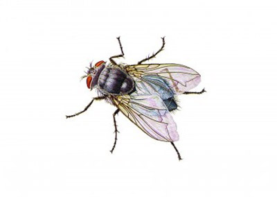 Blue Bottle Fly