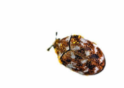 Carpet Beetle