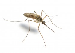 Commercial mosquito control services