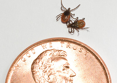 deer tick size comparison with penny
