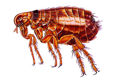 flea illustration