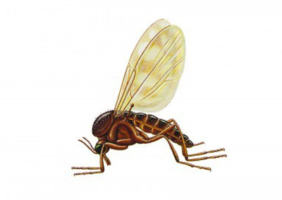 Fungus Gnat