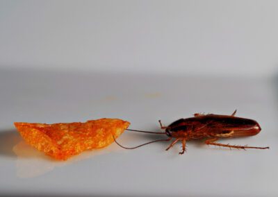 A German cockroach is next to an orange corn chip on a white surface, highlighting the importance of effective German Cockroach Control in keeping food areas pest-free.