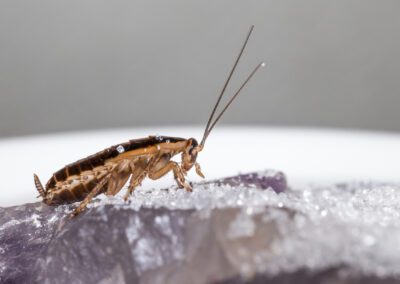 A close-up of a brown cockroach walking on a surface covered with white granules and a purple mineral, often seen in settings where German Cockroach control measures are needed.