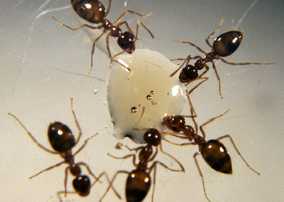 odorous ants eating