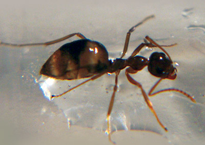 odorous ant close up