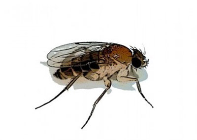 Phorid Fly