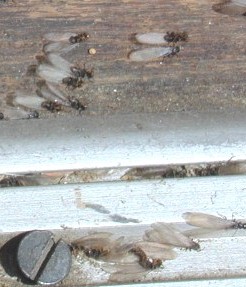 Commercial Termite Control Solutions and Services