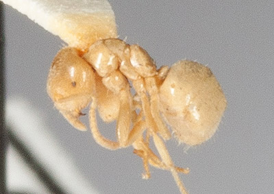 thief ant close up